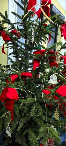 Okraševanje smrečic 2024